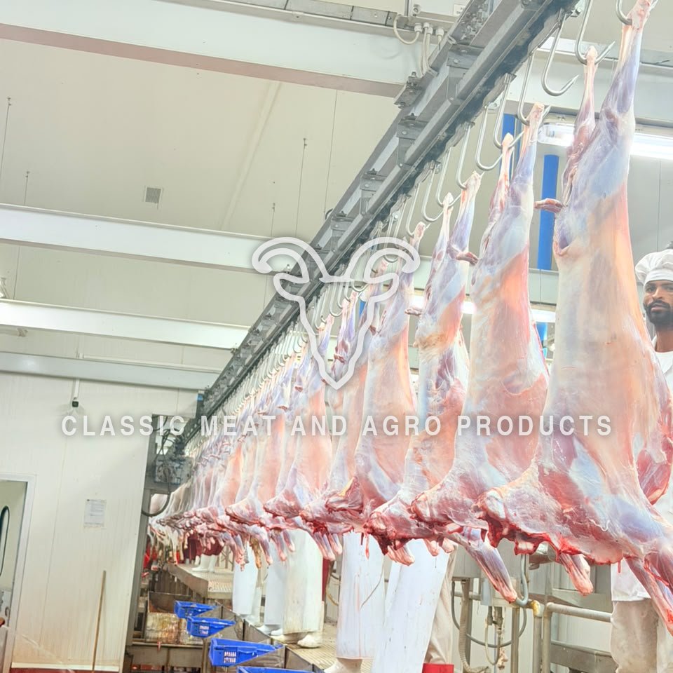 A long row of carcasses on the slaughter line rail, receding into the plant.